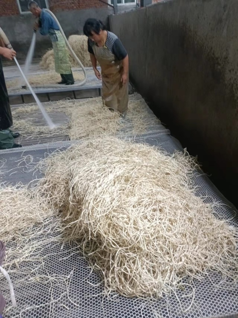 湖北鱼腥草