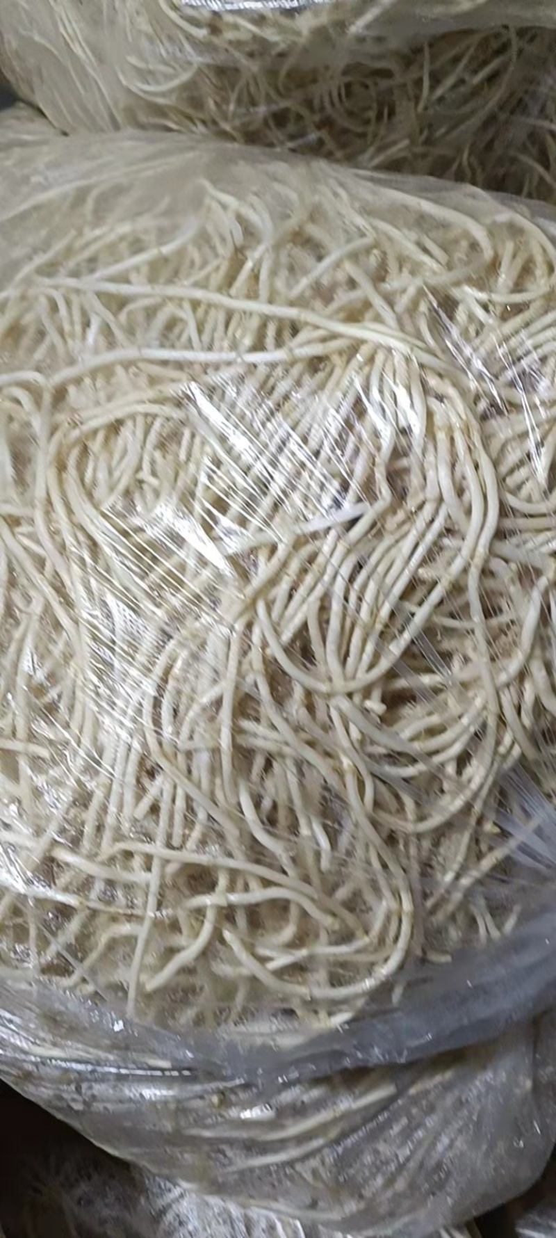 湖北鱼腥草