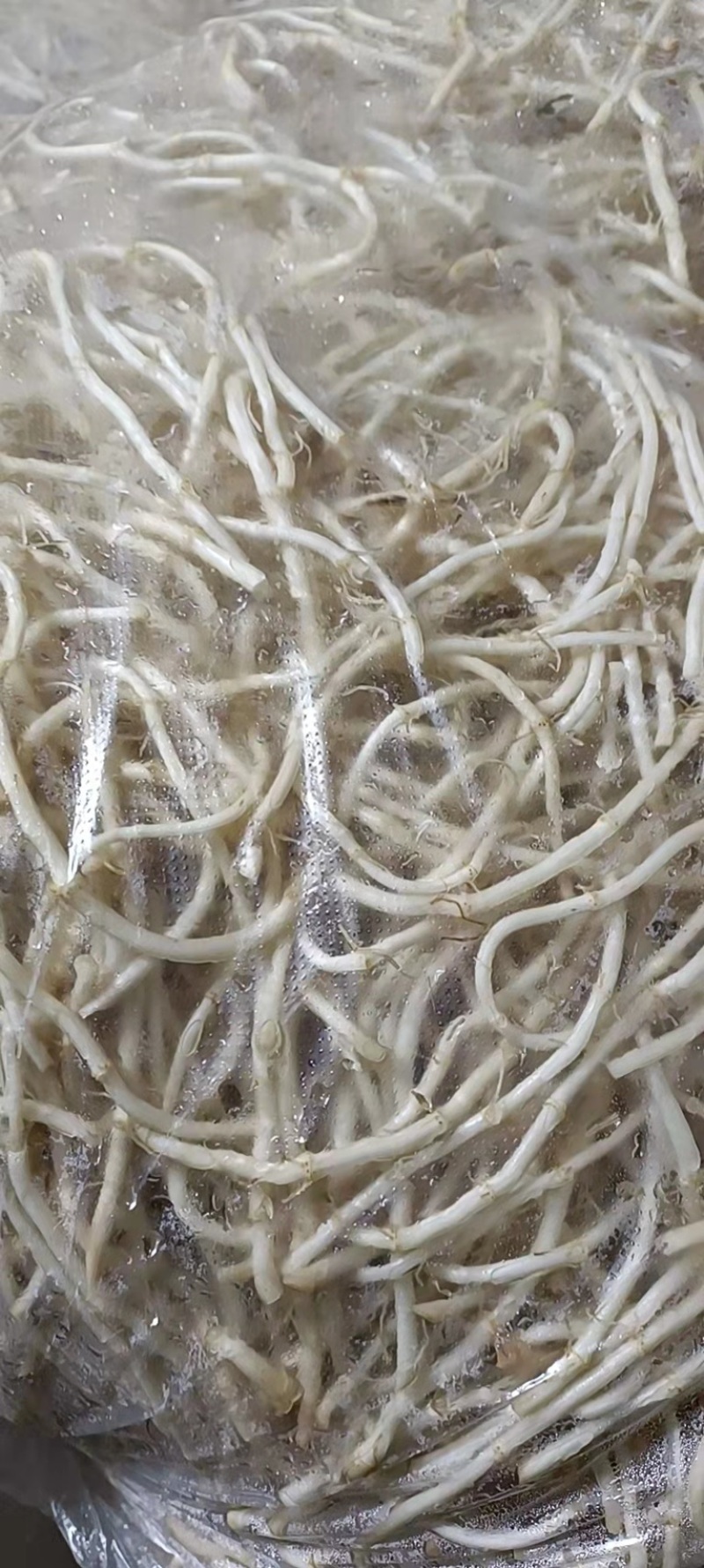 湖北鱼腥草