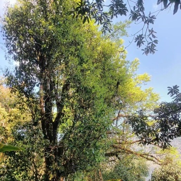 高山千年野生古树云雾茶