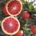 湖北塔罗科血橙口感甜产地货源充对接电商商超市场等各种渠道