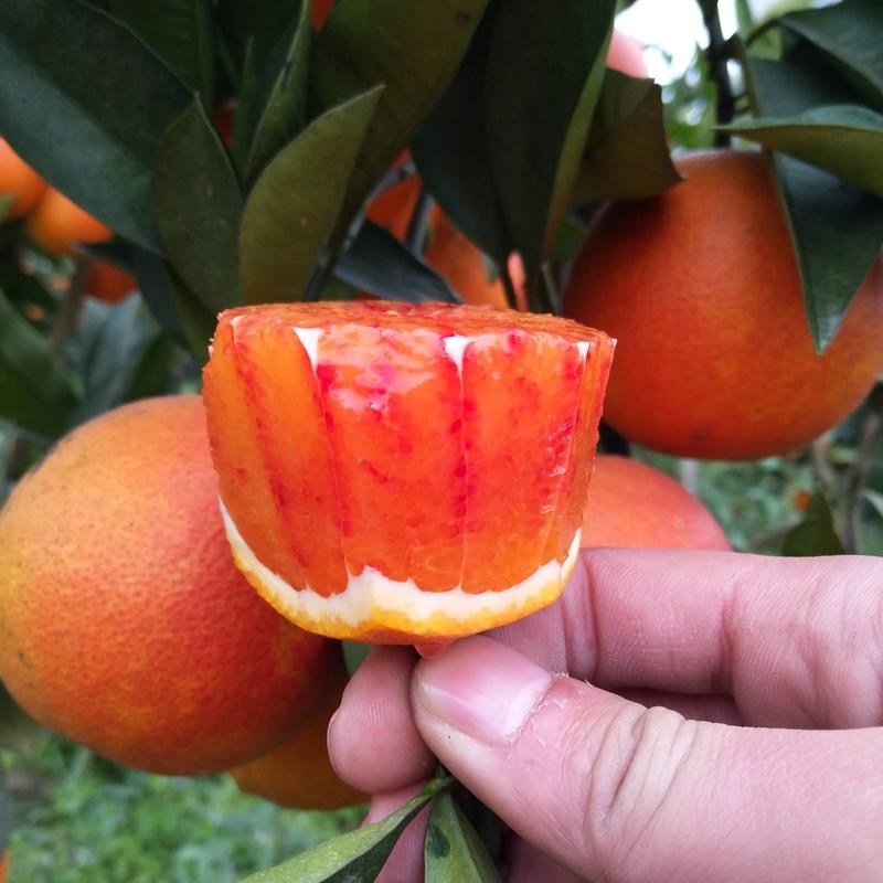 湖北塔罗科血橙口感甜产地货源充对接电商商超市场等各种渠道