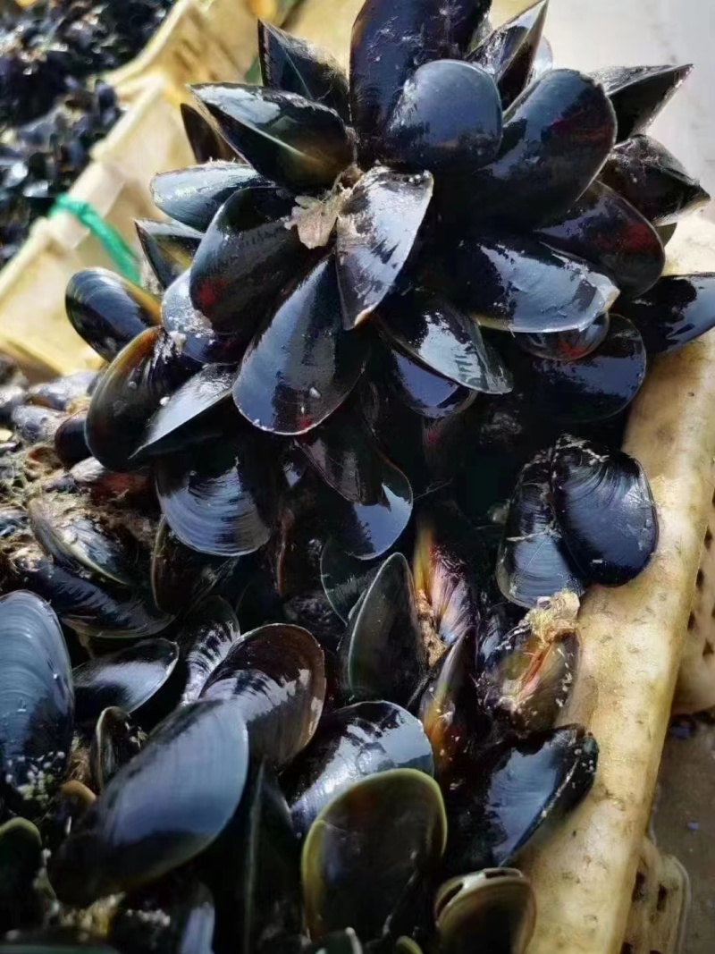 初二开始出海虹了，需要的老板们不以联系我。货源充足！