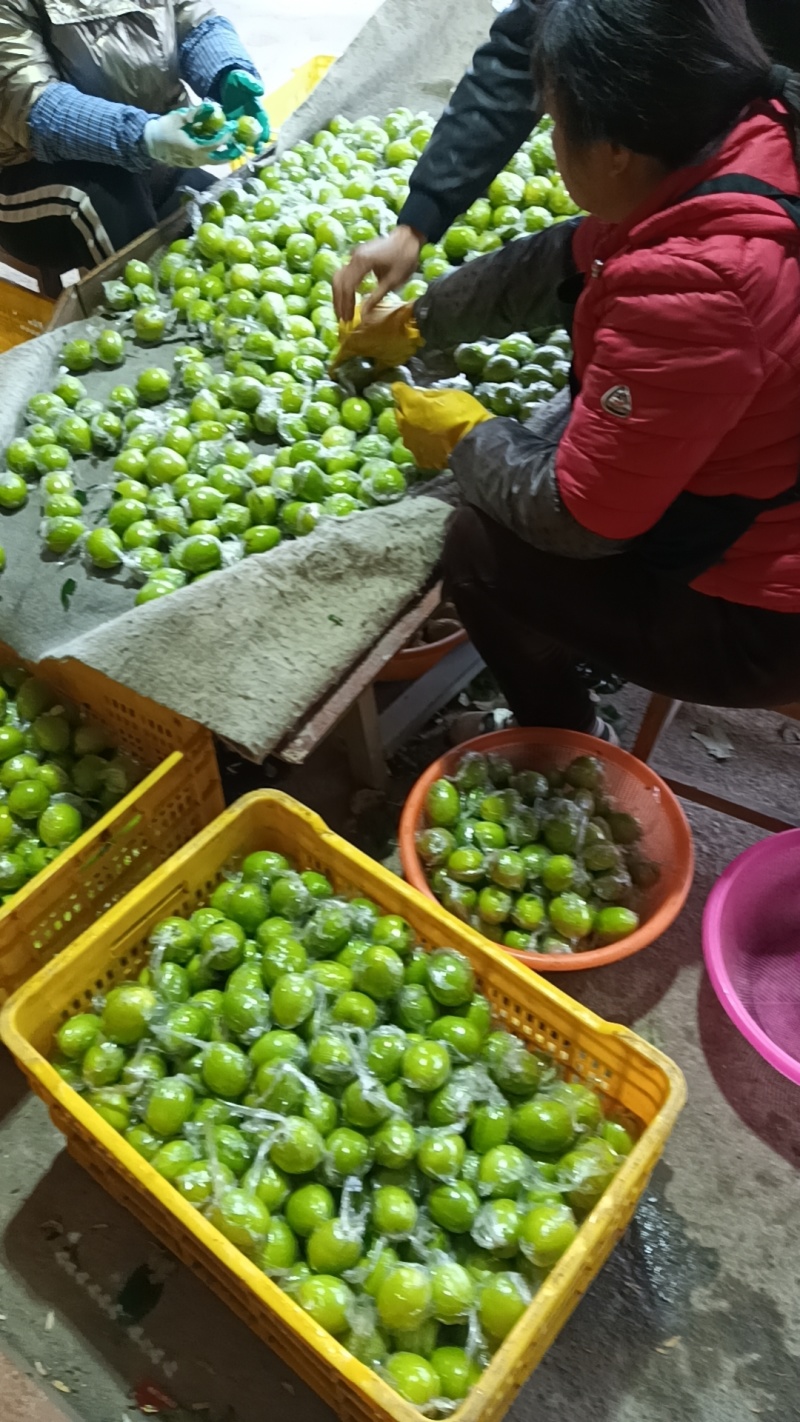 [精品]青枣广西大青枣，牛奶枣，蜜丝枣大量上市中