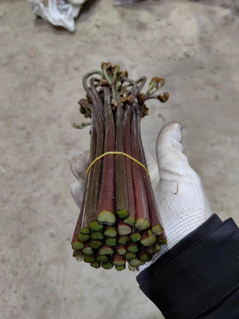 贵州高山野生甜蕨苔2024年2月15日出货，欢迎来电咨询