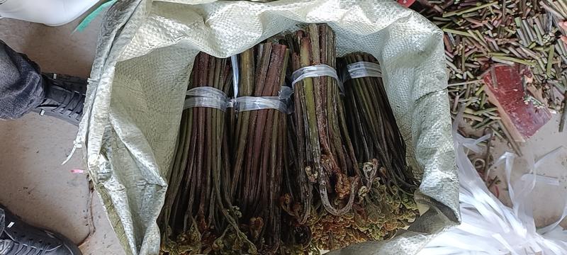 贵州高山野生甜蕨苔2024年2月15日出货，欢迎来电咨询