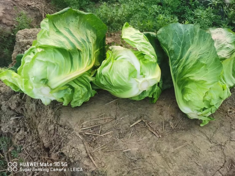 牛心甘南（基地直销质量包售后信誉第一）