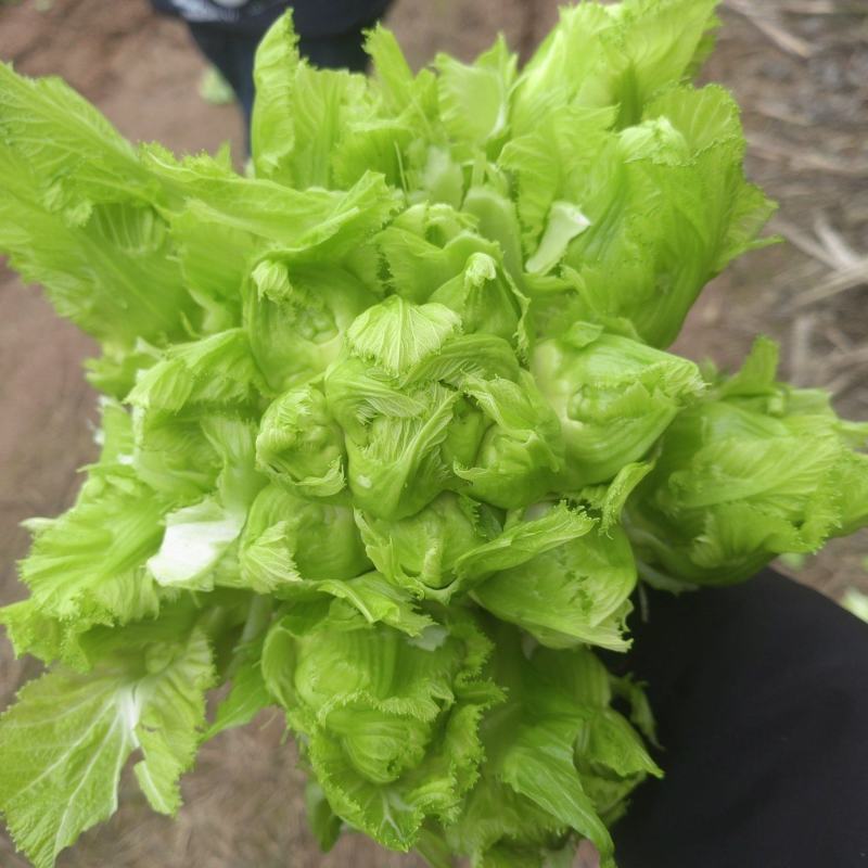 儿菜（基地直销质量精品有问题包售后）