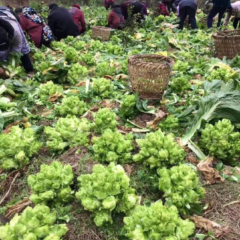 儿菜（基地直销质量精品有问题包售后）