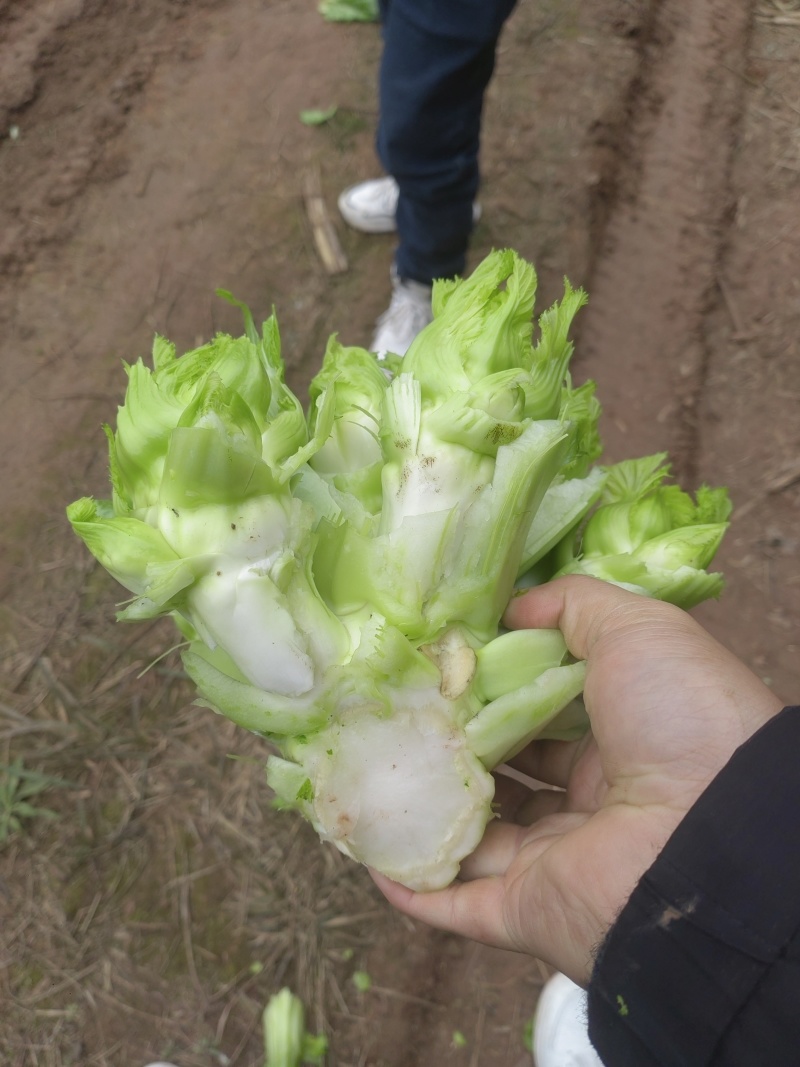 儿菜（基地直销质量精品有问题包售后）