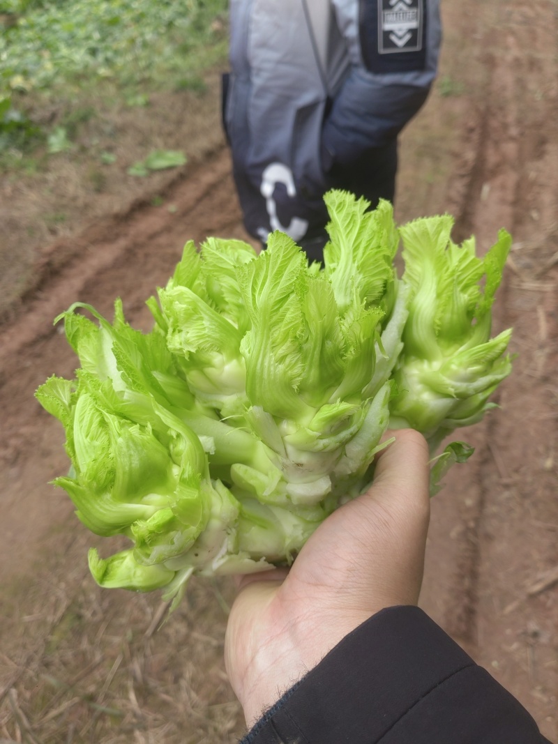 儿菜（基地直销质量精品有问题包售后）