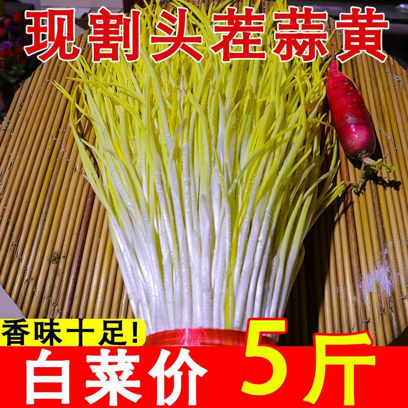 【包邮】新鲜蒜黄批发价大蒜幼苗新鲜蔬菜时令青菜现割现发