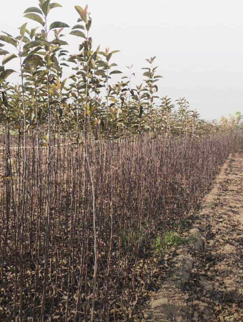 日本樱花树苗樱花小苗晚樱南北方庭院地栽盆栽花树园林植物风