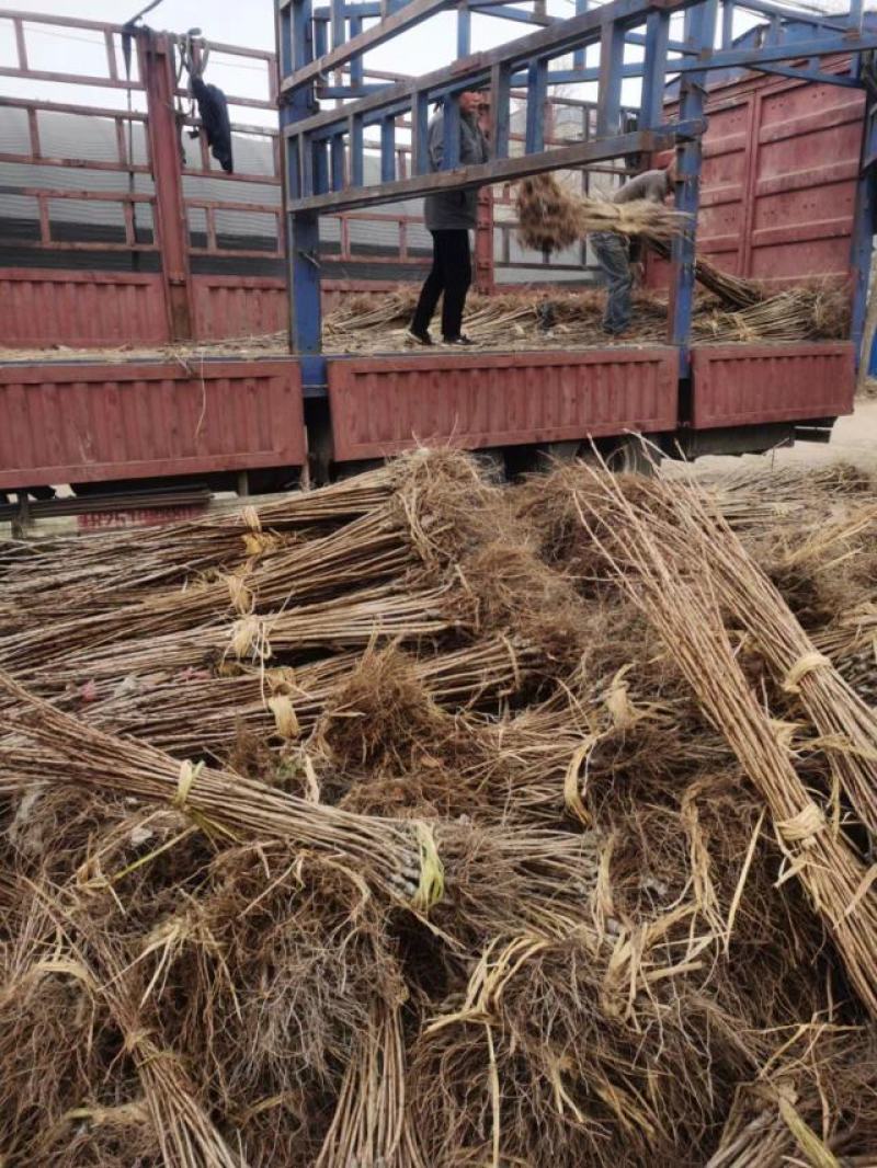 日本樱花树苗樱花小苗晚樱南北方庭院地栽盆栽花树园林植物风