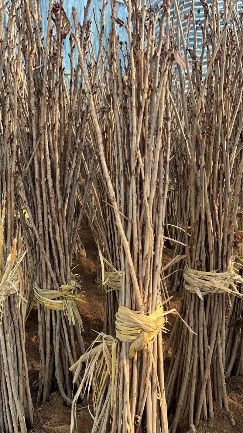 日本樱花树苗樱花小苗晚樱南北方庭院地栽盆栽花树园林植物风