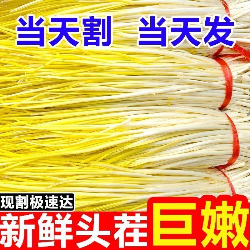 新鲜蒜黄批发价大蒜幼苗新鲜蔬菜时令青菜现割现整箱包邮