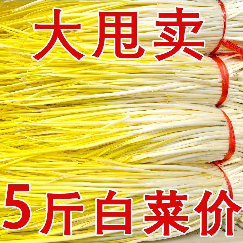 新鲜蒜黄批发价大蒜幼苗新鲜蔬菜时令青菜现割现整箱包邮