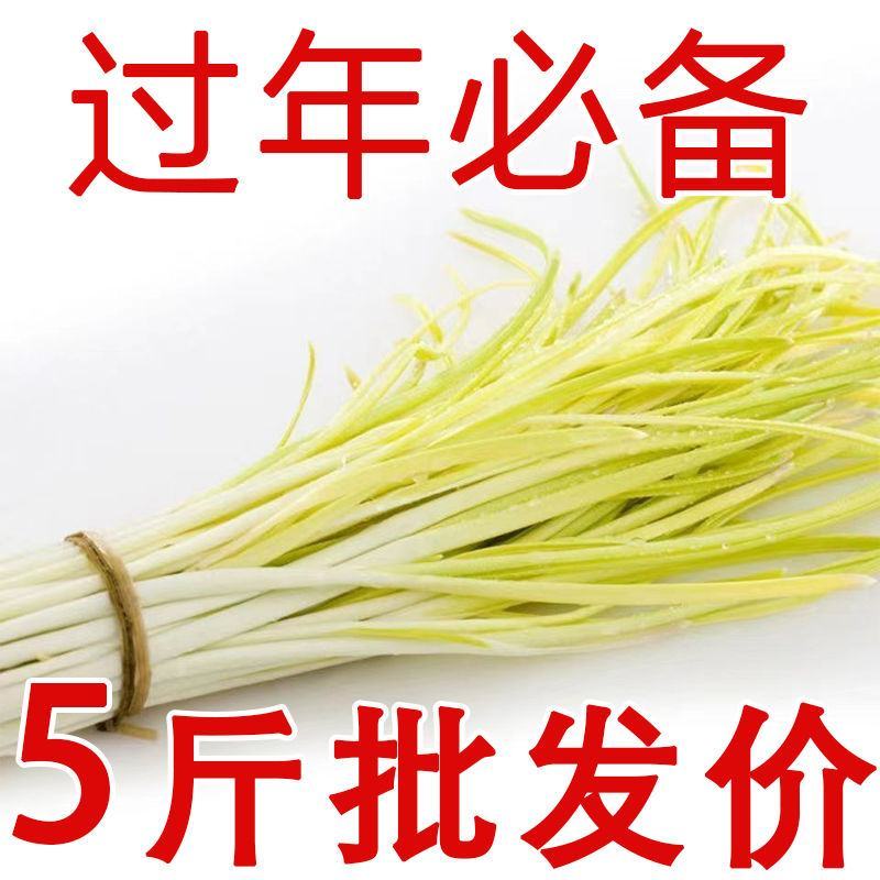 新鲜蒜黄批发价大蒜幼苗新鲜蔬菜时令青菜现割现整箱包邮