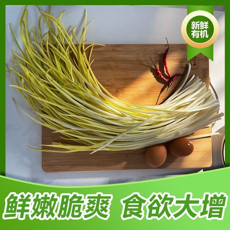 新鲜蒜黄批发价大蒜幼苗新鲜蔬菜时令青菜现割现整箱包邮