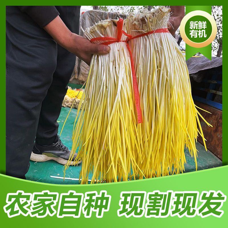 新鲜蒜黄批发价大蒜幼苗新鲜蔬菜时令青菜现割现整箱包邮