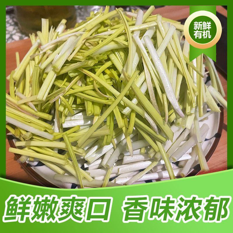 新鲜蒜黄批发价大蒜幼苗新鲜蔬菜时令青菜现割现整箱包邮