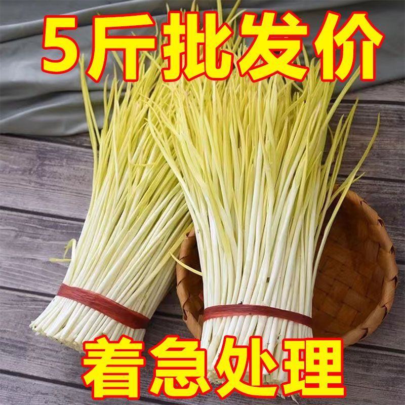 新鲜蒜黄批发价大蒜幼苗新鲜蔬菜时令青菜现割现整箱包邮