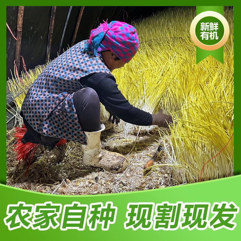 新鲜蒜黄批发价大蒜幼苗新鲜蔬菜时令青菜现割现整箱包邮