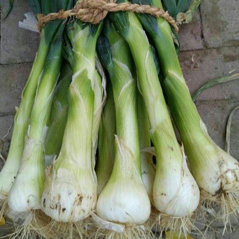 新鲜鸡腿葱甜葱冬储农家自种有机香葱蘸酱新鲜蔬菜批发鸡腿葱