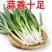 【蒜香十足】蒜苗蒜苗新鲜批发价蔬菜菜新鲜蔬菜红蒜苗紫皮大