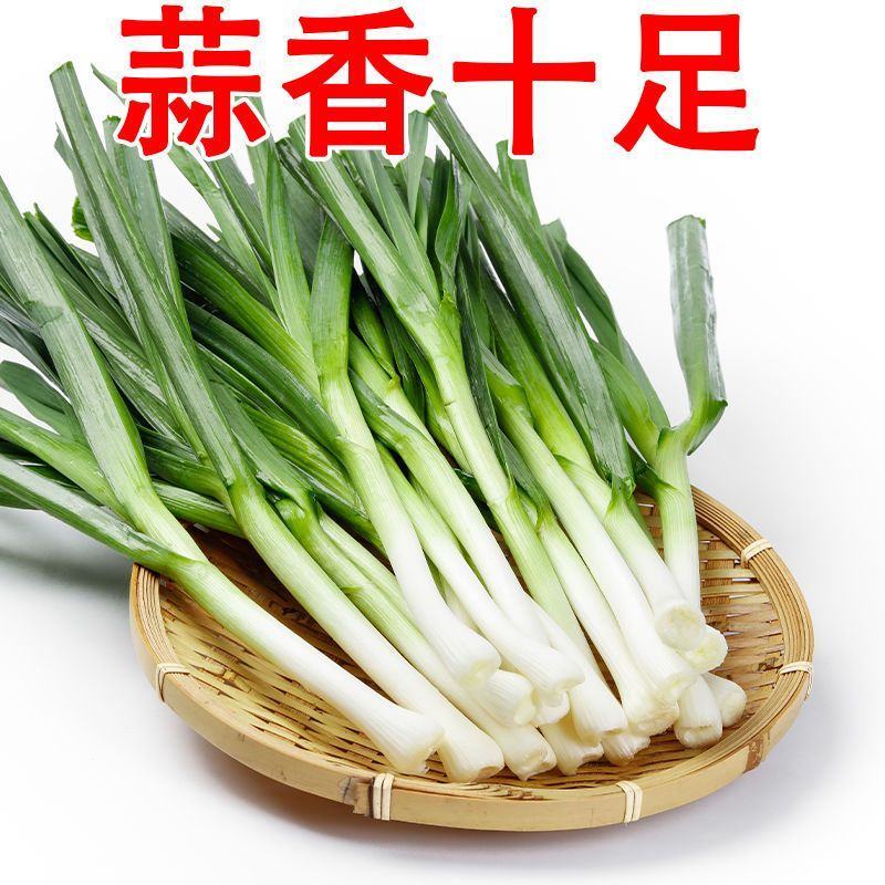 【蒜香十足】蒜苗蒜苗新鲜批发价蔬菜菜新鲜蔬菜红蒜苗紫皮大