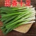 【蒜香十足】蒜苗蒜苗新鲜批发价蔬菜菜新鲜蔬菜红蒜苗紫皮大