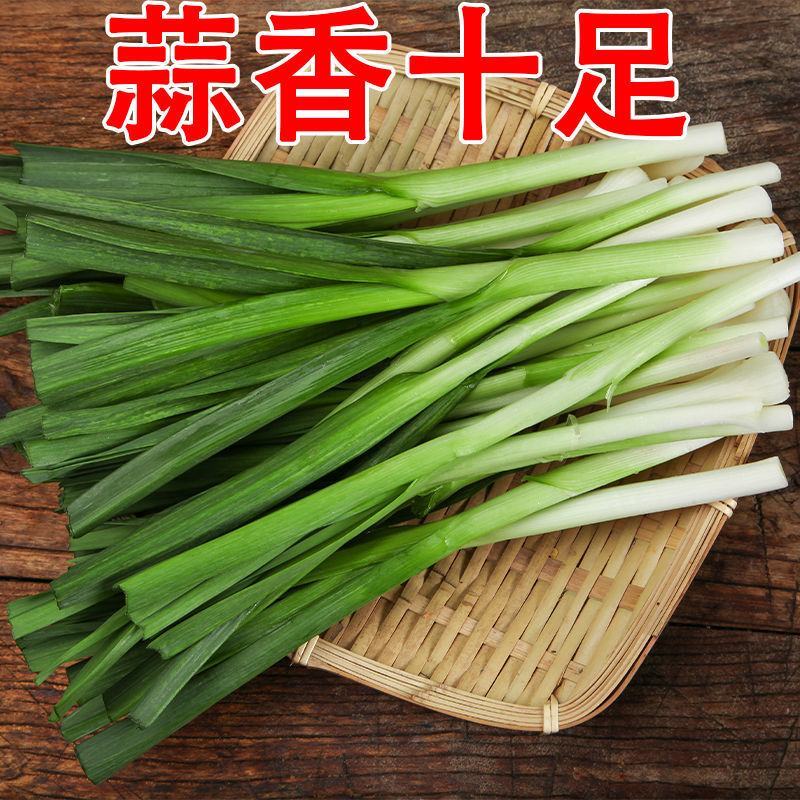 【蒜香十足】蒜苗蒜苗新鲜批发价蔬菜菜新鲜蔬菜红蒜苗紫皮大