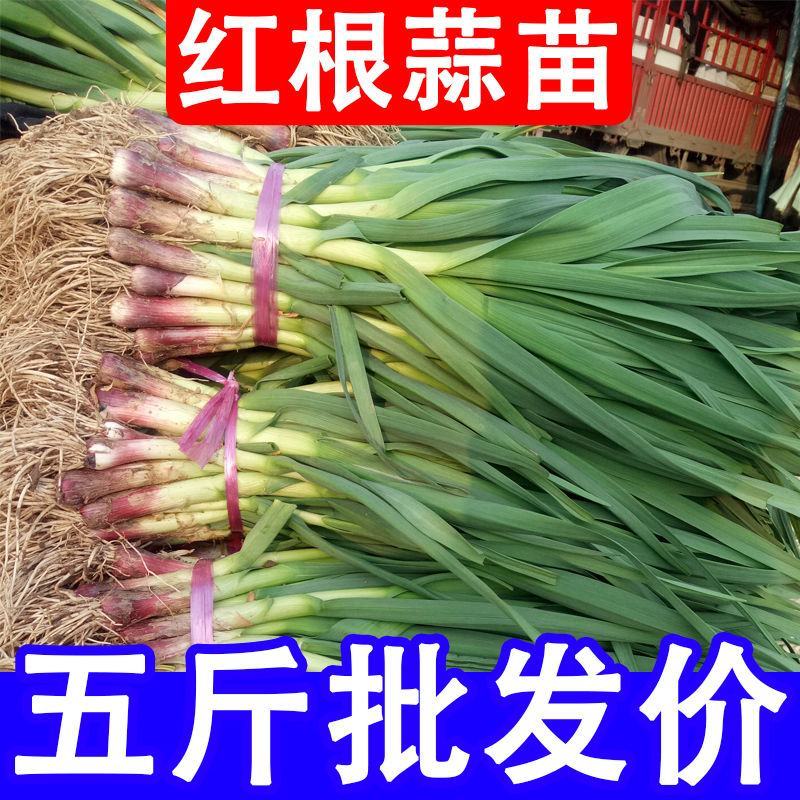 【蒜香十足】蒜苗蒜苗新鲜批发价蔬菜菜新鲜蔬菜红蒜苗紫皮大
