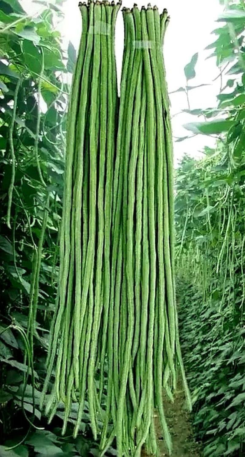 翠绿色耐热豇豆种子鸿盛翠绿一号特粗厚肉长条抗病高产