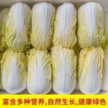 现砍农家自种小娃娃菜包黄心新鲜大白菜当季时令蔬菜批发整箱