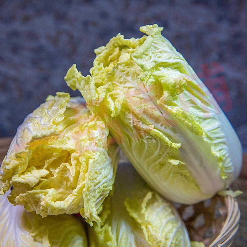 现砍农家自种小娃娃菜包黄心新鲜大白菜当季时令蔬菜批发整箱