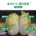 现砍农家自种小娃娃菜包黄心新鲜大白菜当季时令蔬菜批发整箱