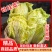 现砍农家自种小娃娃菜包黄心新鲜大白菜当季时令蔬菜批发整箱