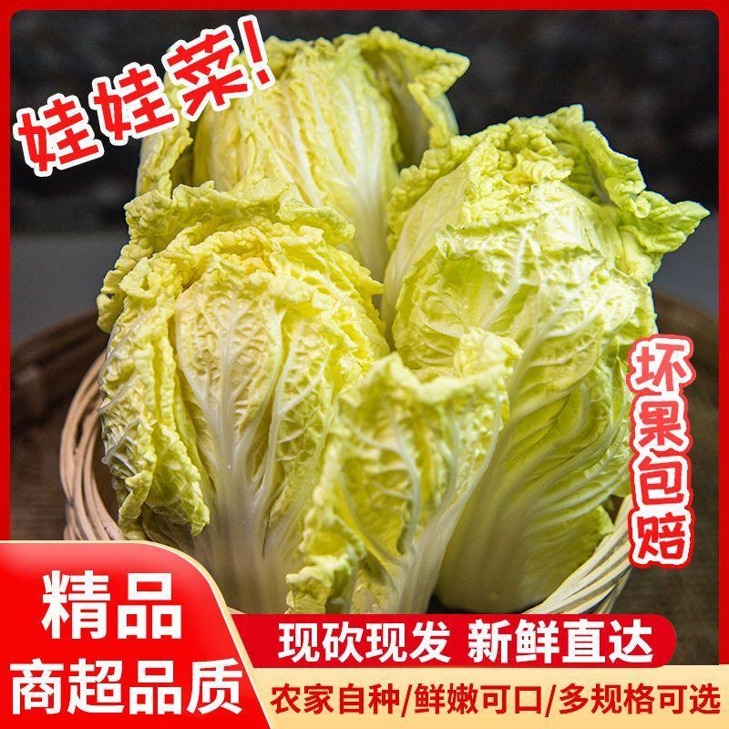 现砍农家自种小娃娃菜包黄心新鲜大白菜当季时令蔬菜批发整箱