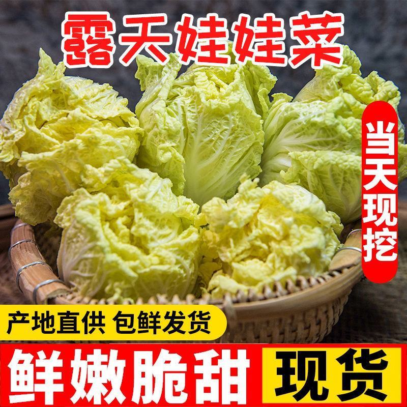 现砍农家自种小娃娃菜包黄心新鲜大白菜当季时令蔬菜批发整箱