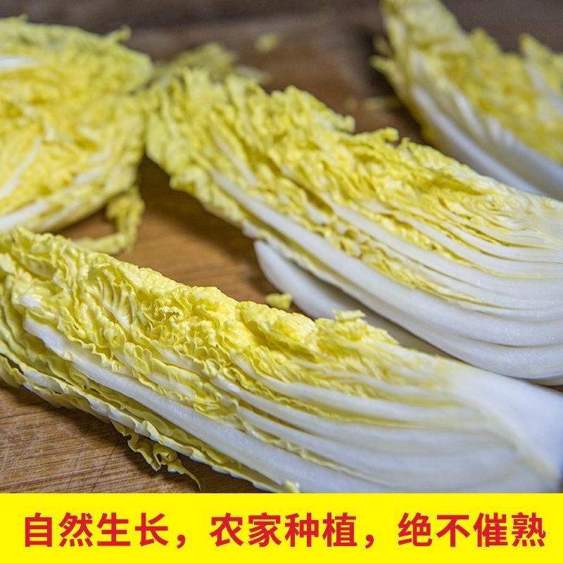 现砍农家自种小娃娃菜包黄心新鲜大白菜当季时令蔬菜批发整箱