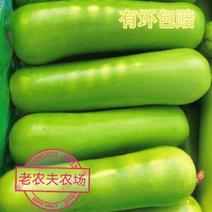 【现摘现发】闽农家自种新鲜瓠子瓜短葫芦瓜当季精选时令蔬菜