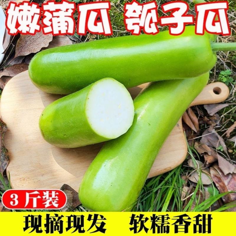 【现摘现发】闽农家自种新鲜瓠子瓜短葫芦瓜当季精选时令蔬菜