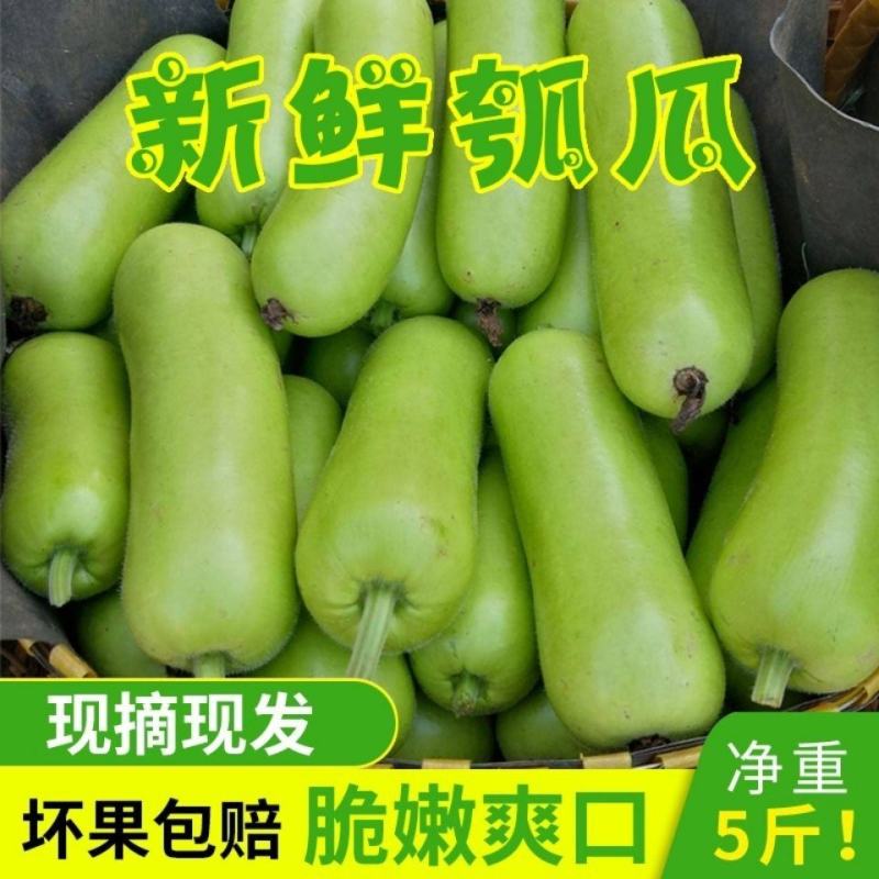 【现摘现发】闽农家自种新鲜瓠子瓜短葫芦瓜当季精选时令蔬菜