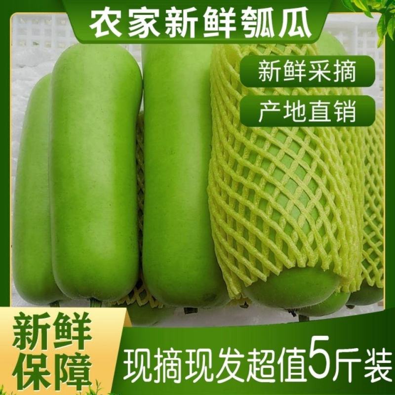 【现摘现发】闽农家自种新鲜瓠子瓜短葫芦瓜当季精选时令蔬菜