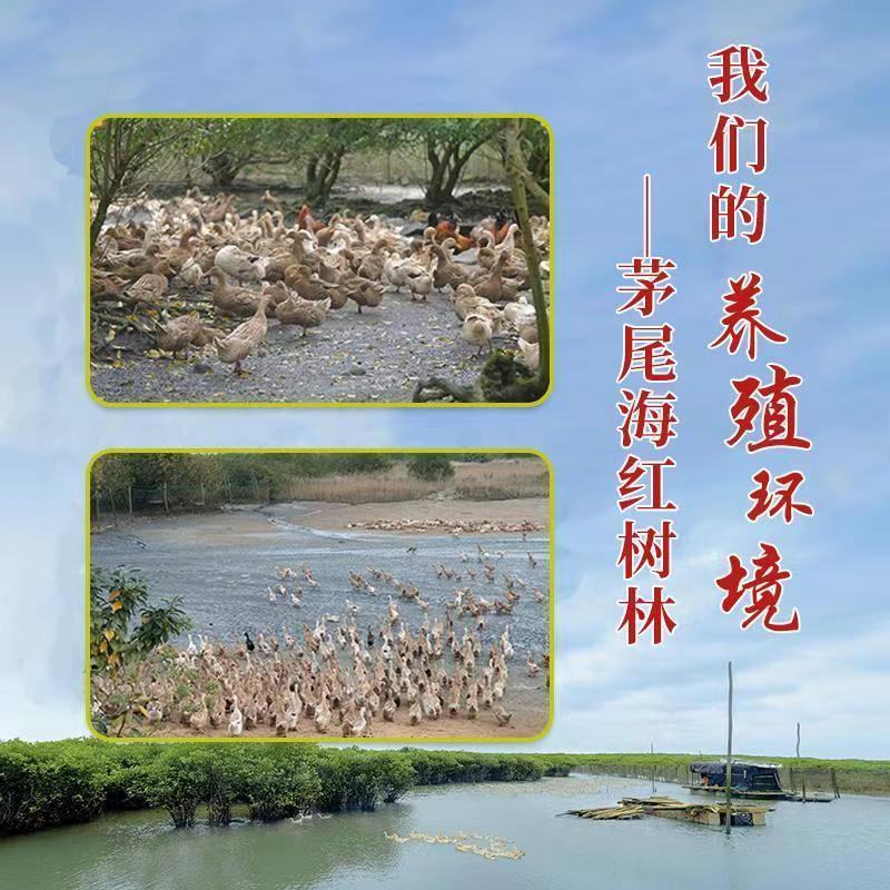 烤海鸭蛋咸鸭蛋流油广西特产北部湾红树林熟食咸蛋整箱批发厂