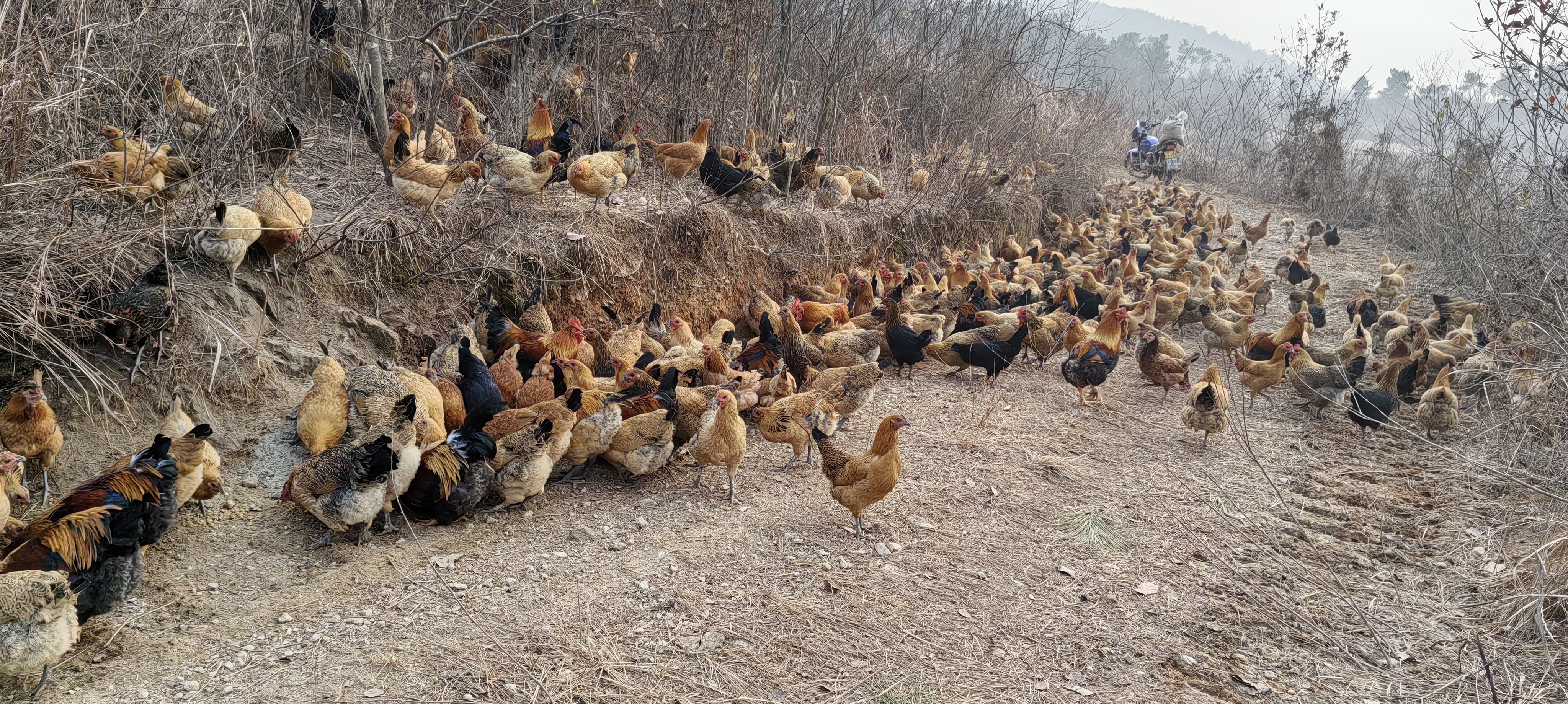 土鸡散养场景