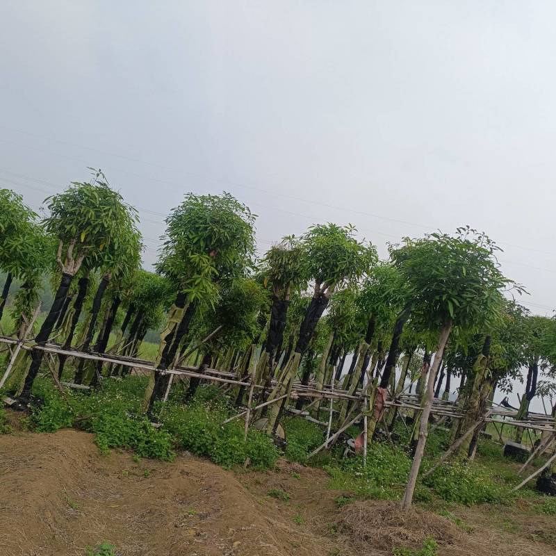 绿化扁桃树