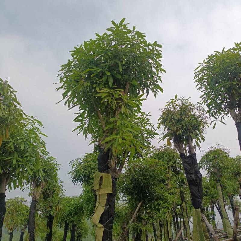 绿化扁桃树
