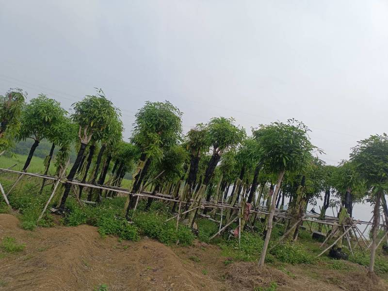 绿化扁桃树